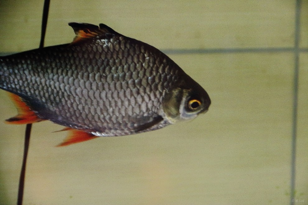 红鳍银鲫欣赏