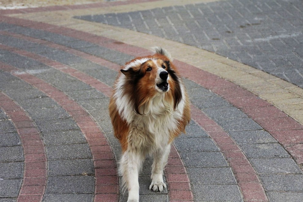 蘇牧犬