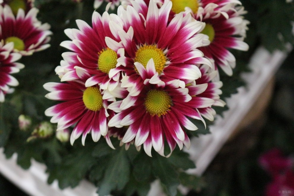 2015随手拍花24—多头菊