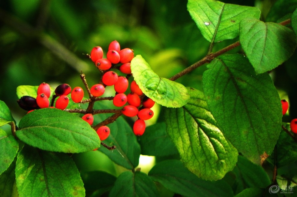 红红的木绣球果实