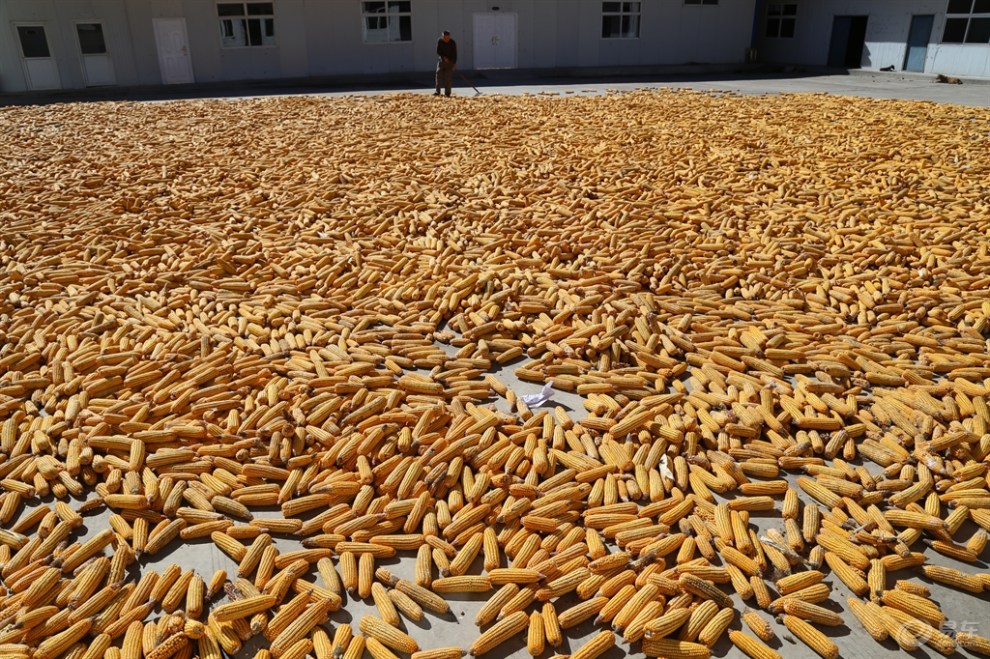 晒玉米
