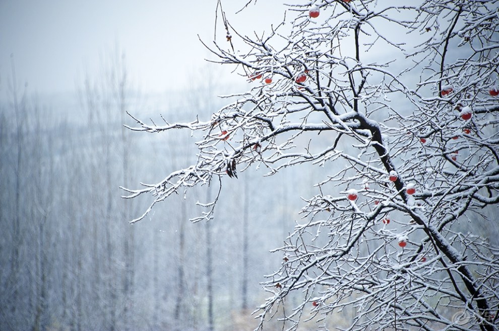 陝西風光,萬里雪飄!