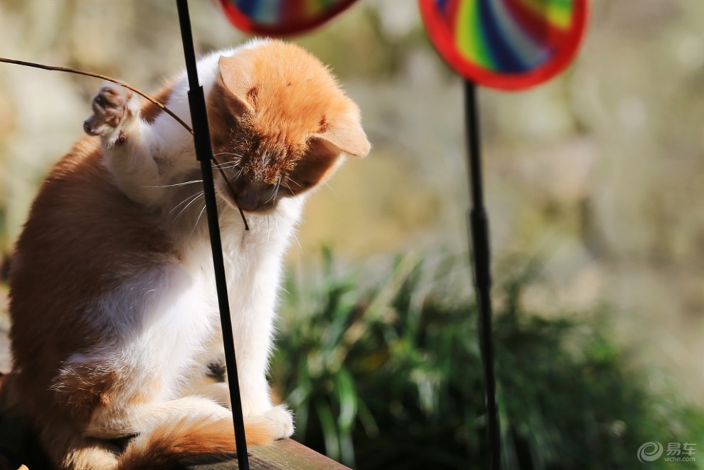 【欢乐萌宠第一季】萌猫出击之快乐玩耍