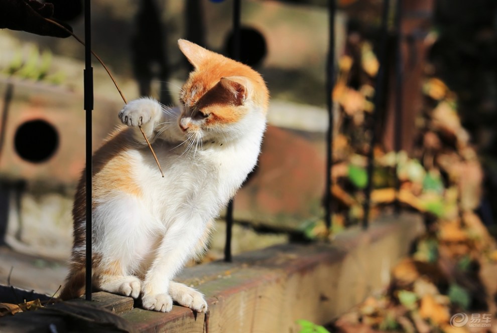 【欢乐萌宠第一季】萌猫出击之快乐玩耍