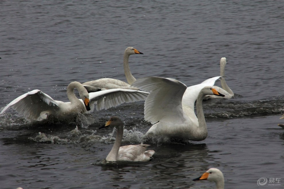 【【欢乐萌宠第一季】天鹅】_宠物当家论坛图片集锦_汽车论坛-易车网