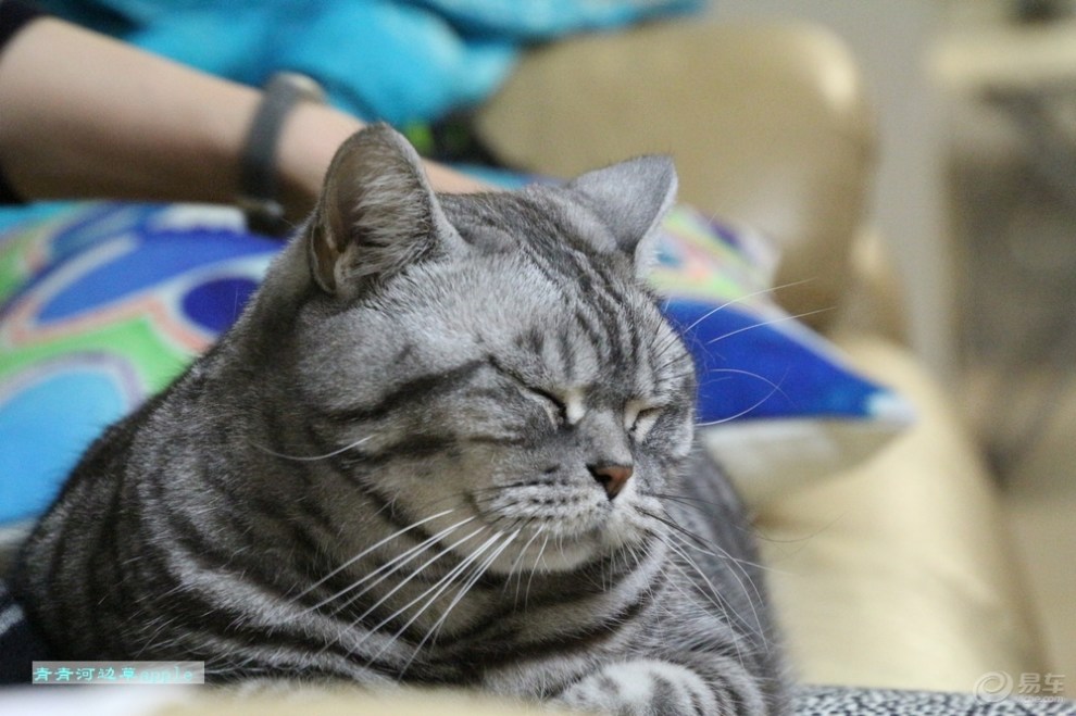 【欢乐萌宠第一季】沉思的尼莫