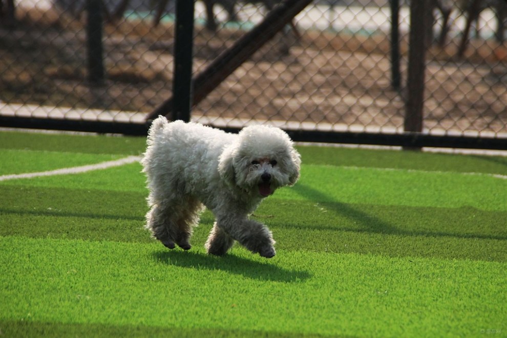 【开心萌宠迎新春】运动场上的泰迪.