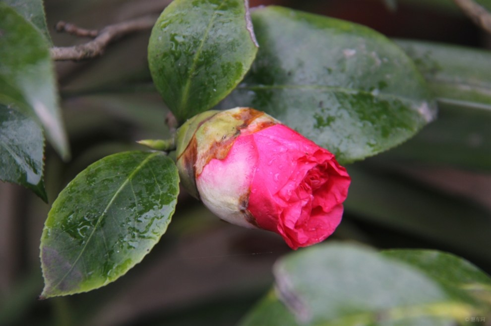 冬季賞花——茶花開