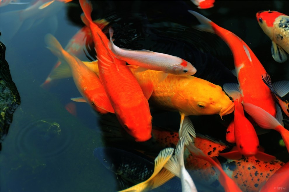 年年有余——锦鲤(2)