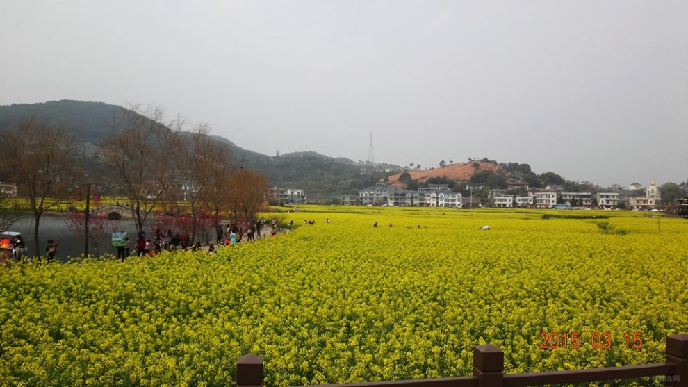 踏春莆田坪盤,欣賞三百畝油菜花