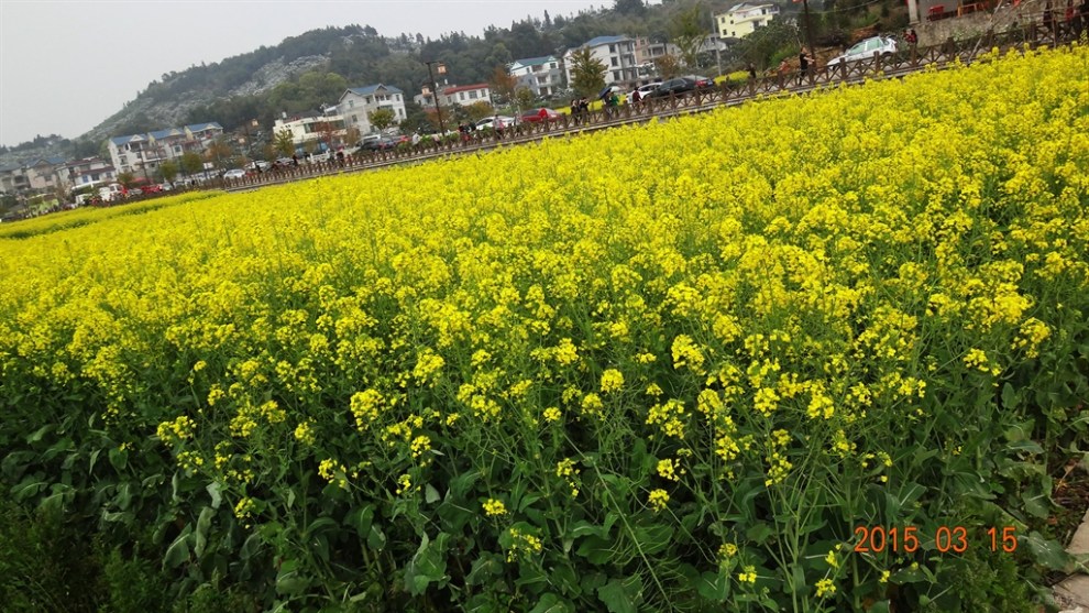 踏春莆田坪盤,欣賞三百畝油菜花