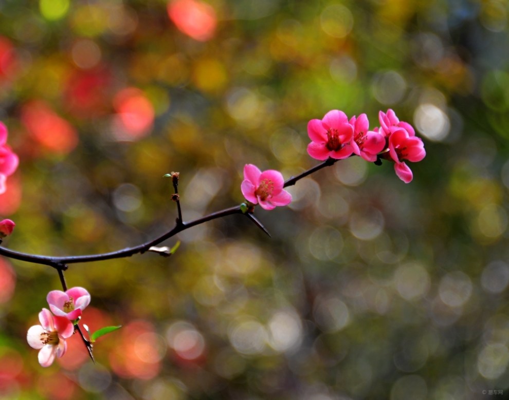 《春天的小花》