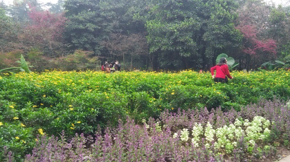 【首發】重慶花卉園