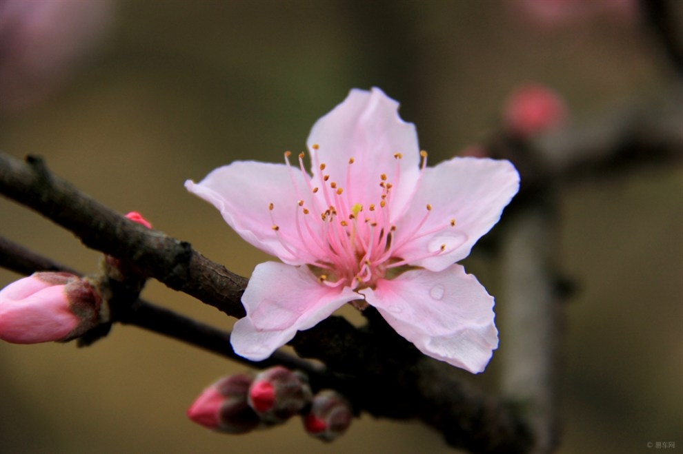 家乡的桃花含苞待放部分桃花已经盛开迎接你的到来