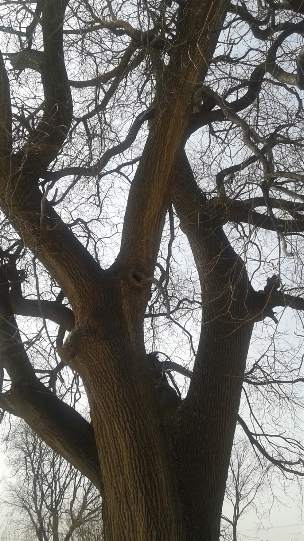 【原创首发】老槐树