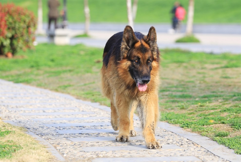 中國黑背犬