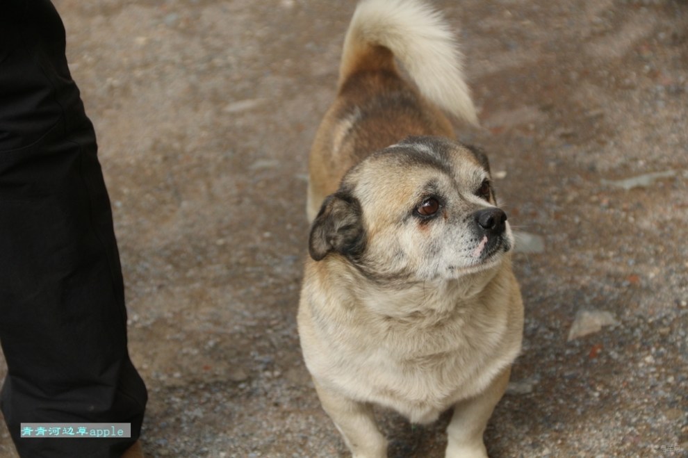 云端探寻之旅# 教堂的迎宾犬