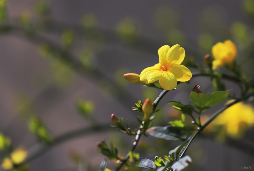 迎春花