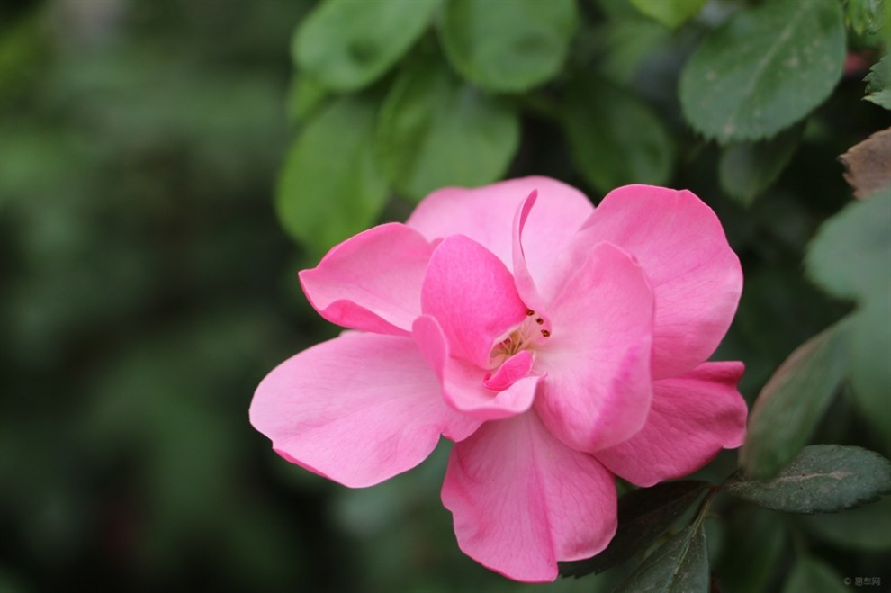 【月季花魂】_福克斯社区图片集锦_汽车论坛-易车网