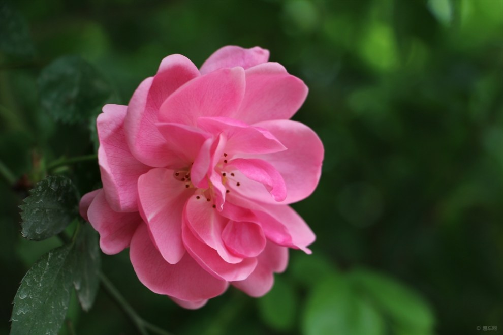 【月季花魂】_福克斯社区图片集锦_汽车论坛-易车网