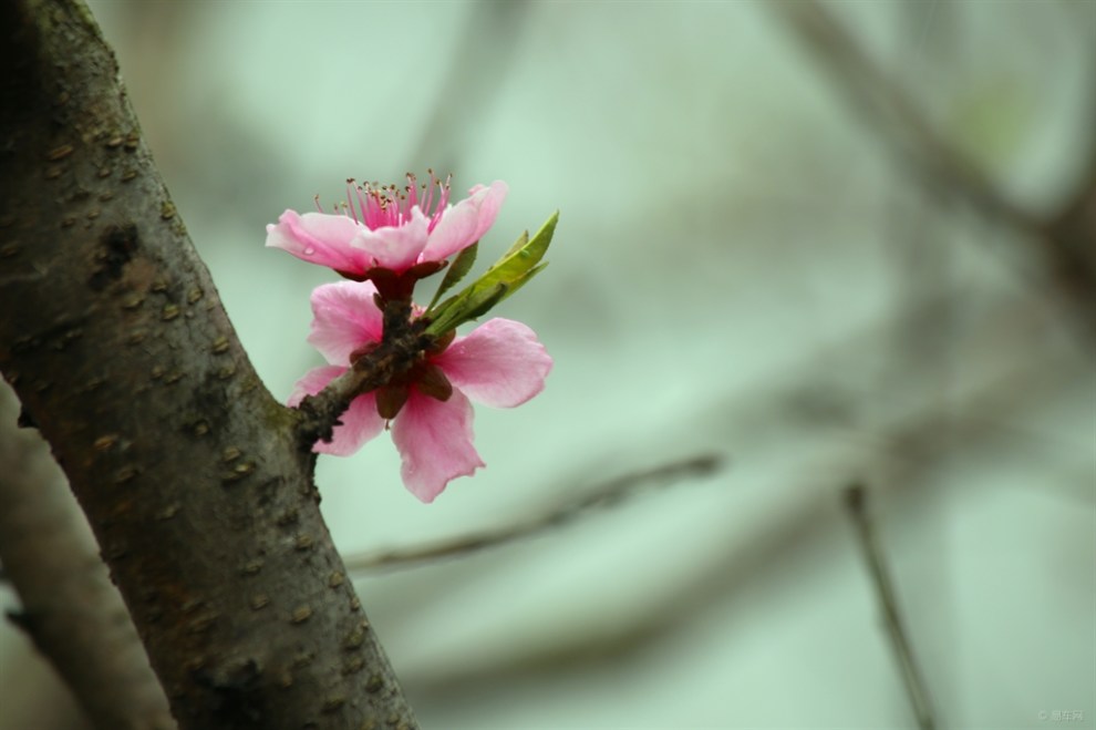 春暖花開——桃花