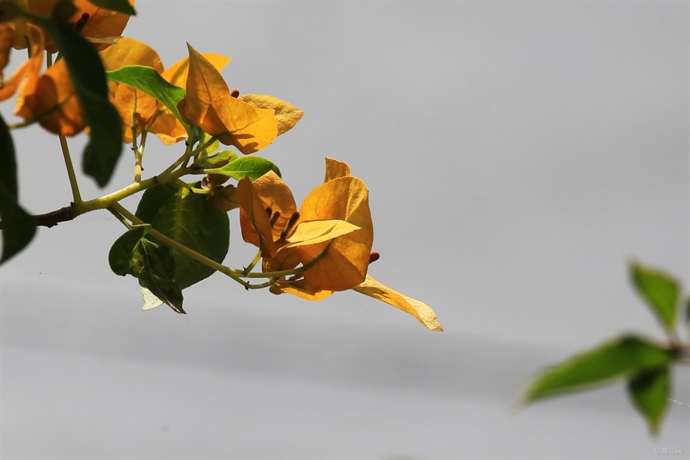 黄色叶子花