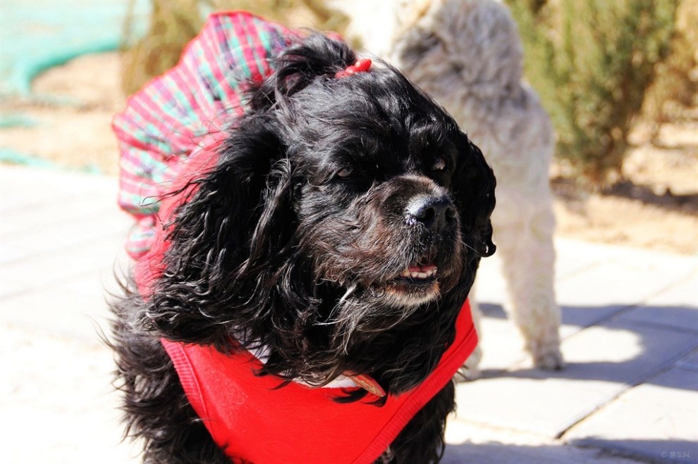 【治愈系萌宠】呆萌胖闺女--黑妞