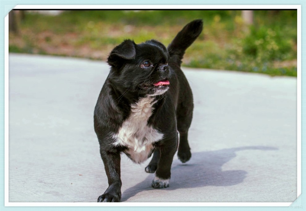 【治愈系萌宠】萌宠黑子,可爱卖萌