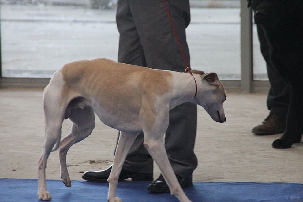 貌似靈緹犬的狗狗.