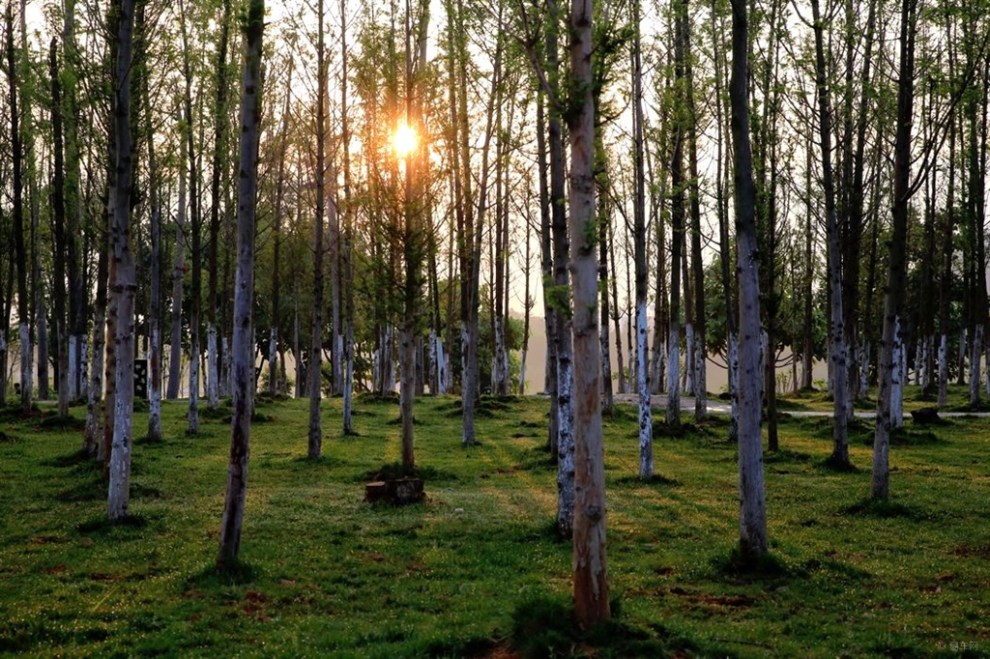 【每周一图】 82期 老疯人----透过树林的阳光