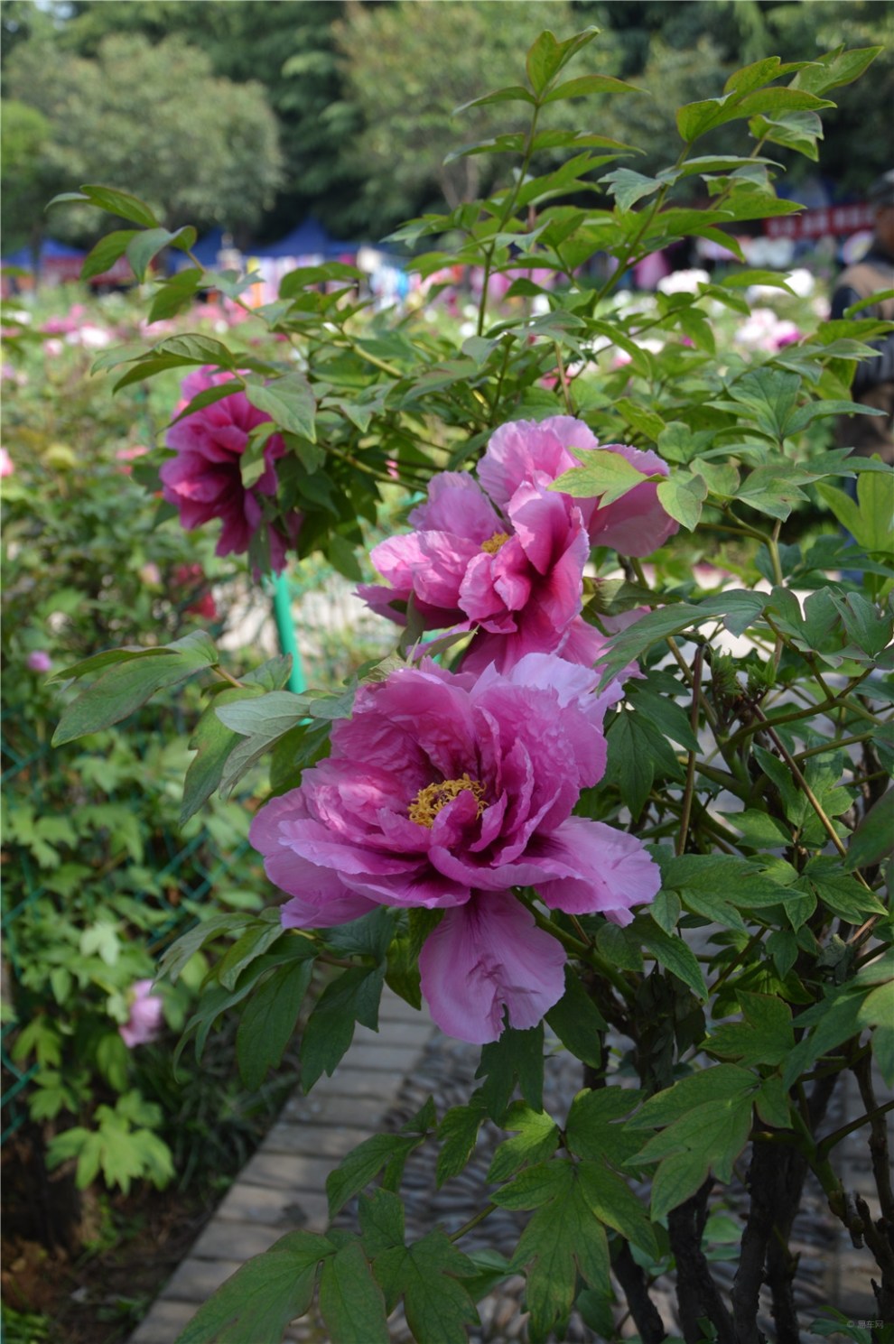 【風景帶你逛花城】國際牡丹園