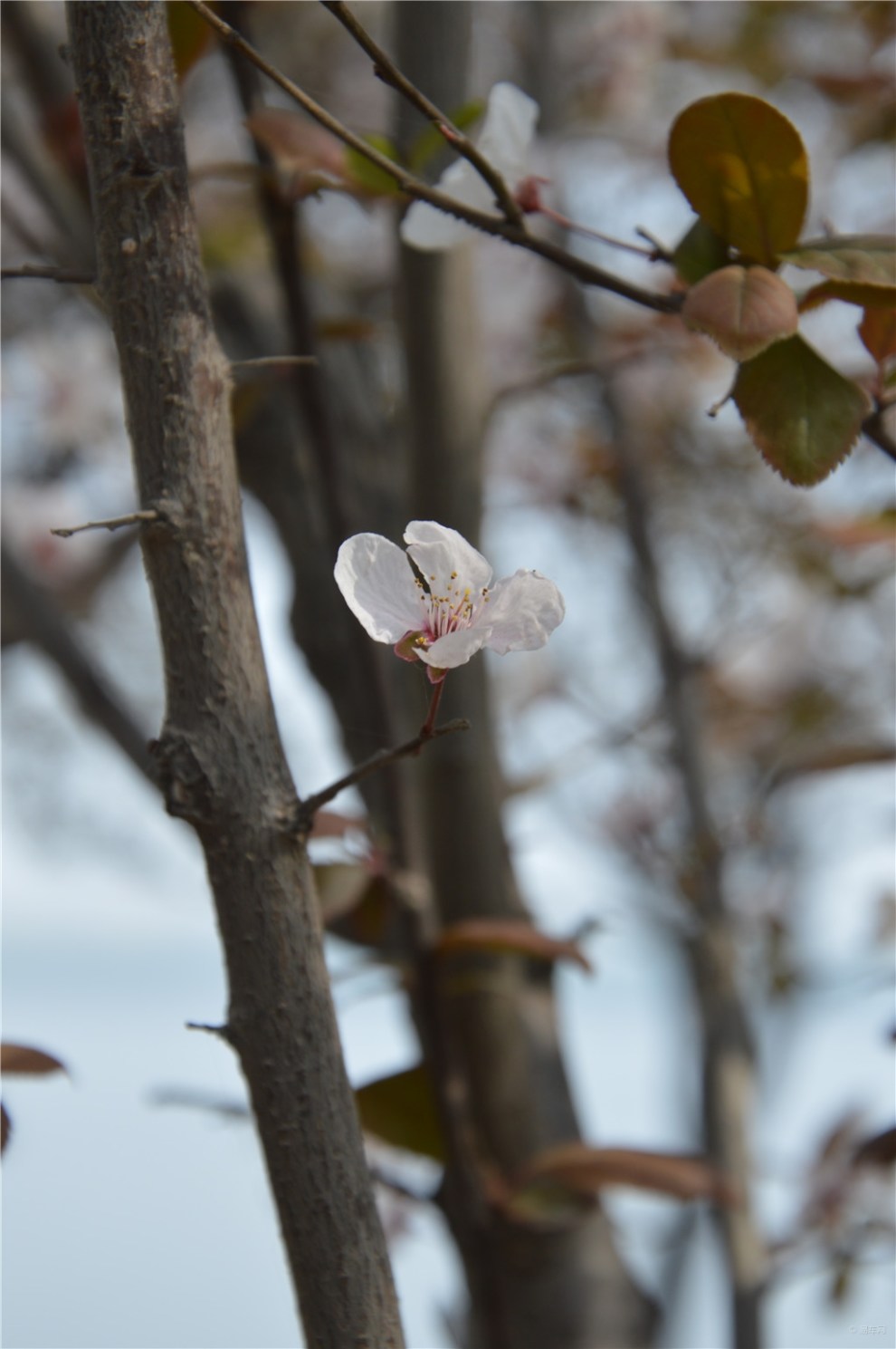 【風景帶你逛花城】紅葉李