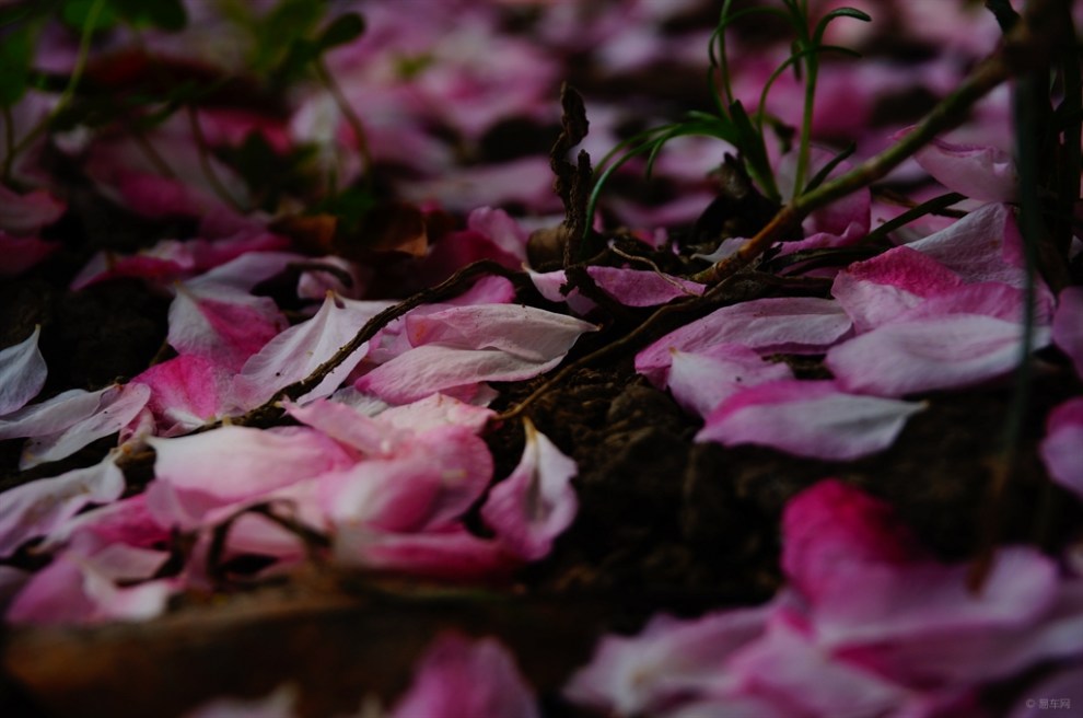 【戶外好風景】首發 花落知多少 我的心情