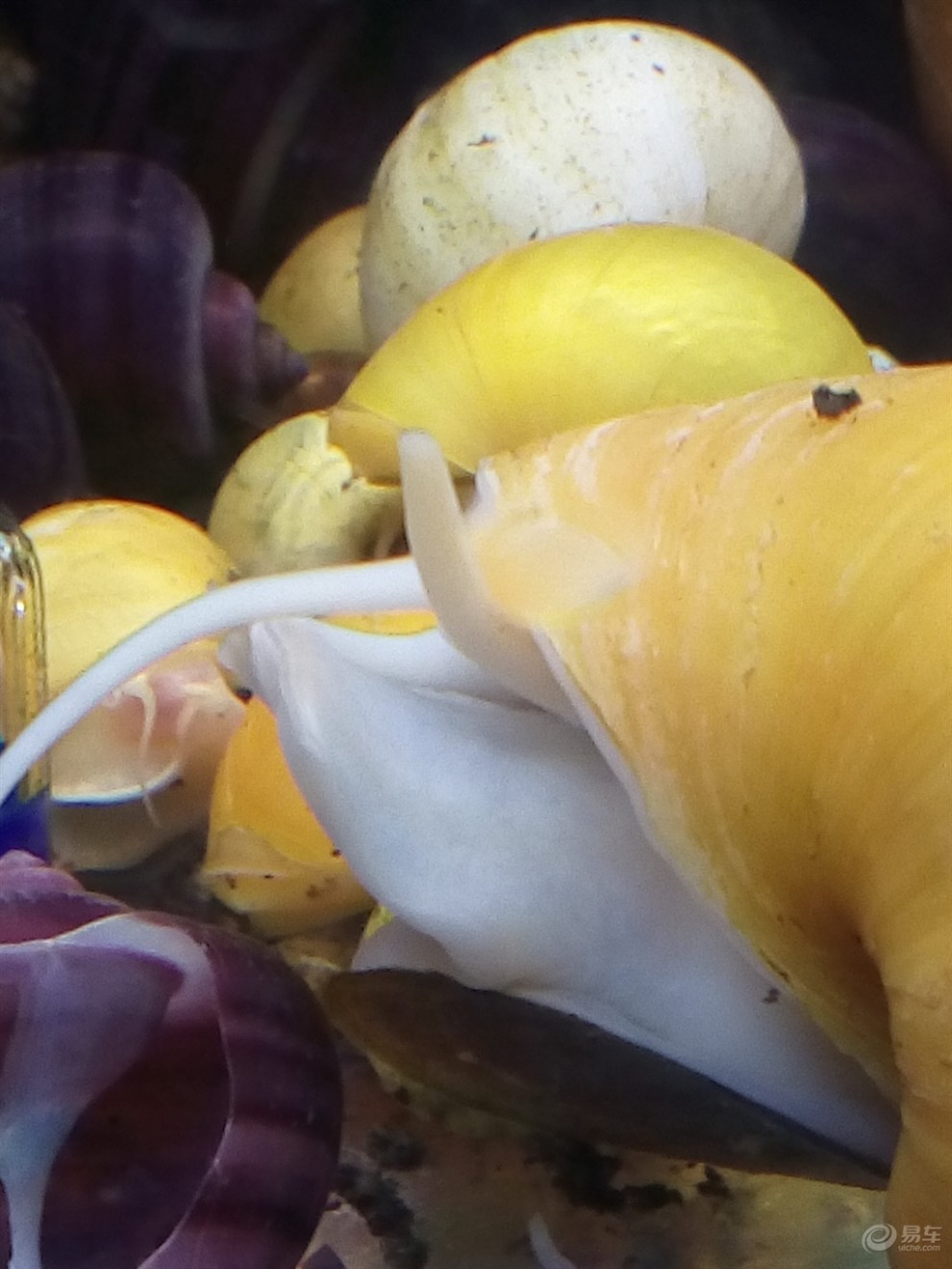 【激情五月随手拍】黄金螺