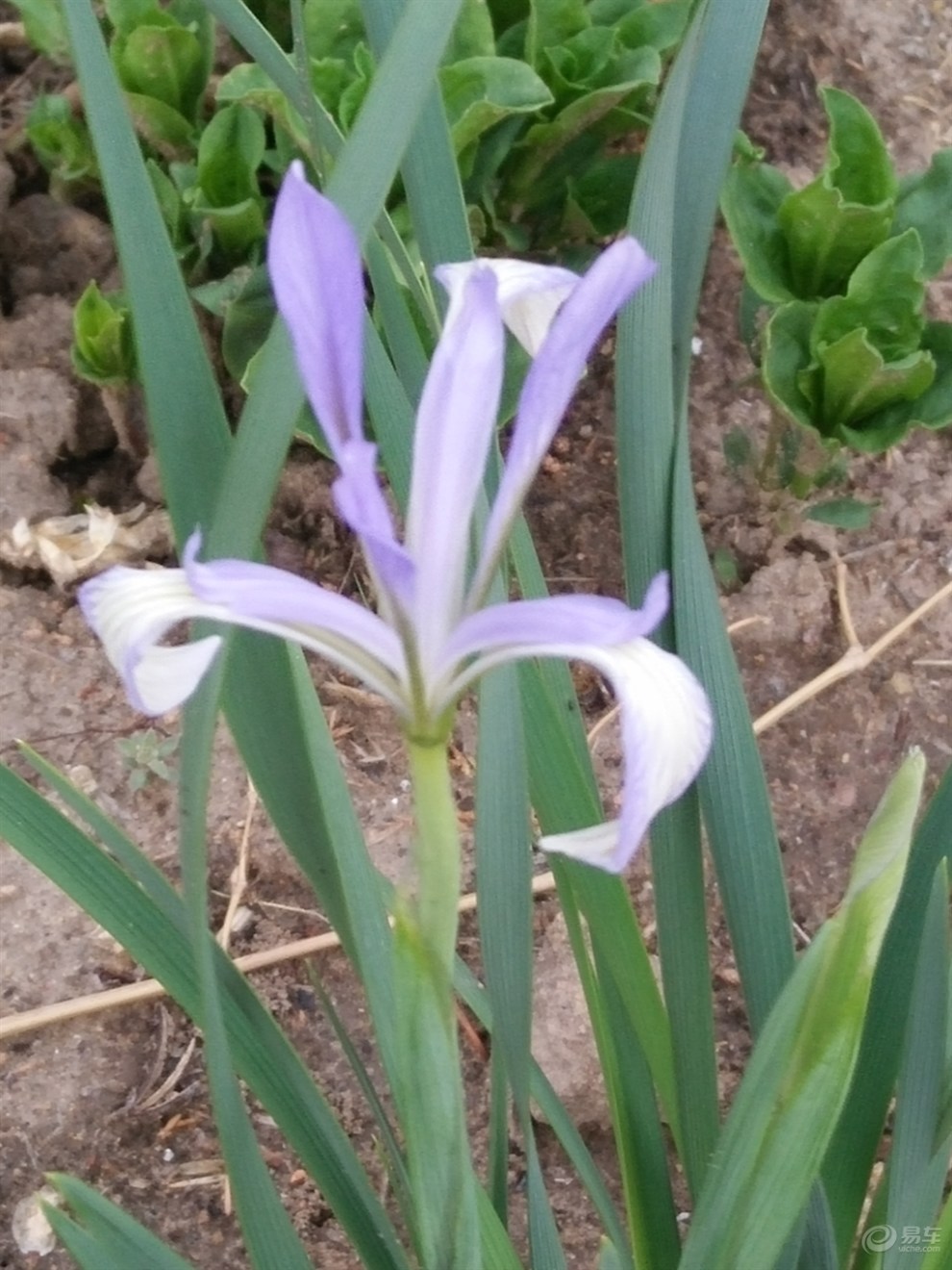 开心快乐花------马连花