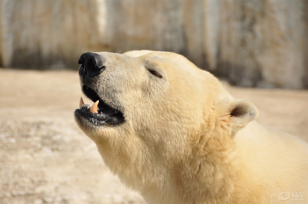 【翻照片看到了"公园里的熊"】_辽宁论坛图片集锦_汽车论坛-易车网