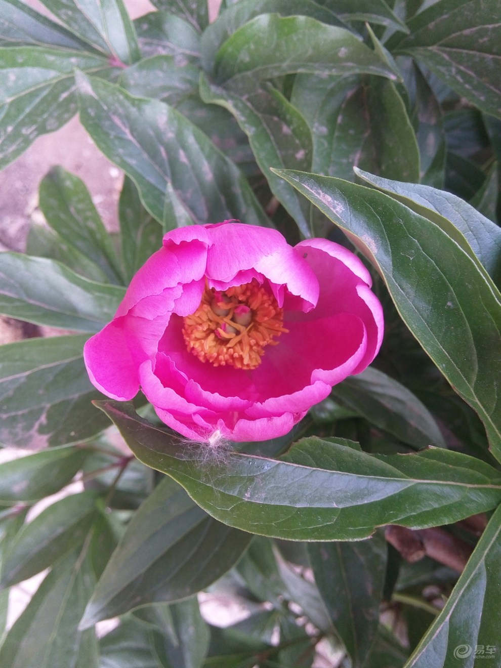 【精华争霸赛】绛紫牡丹