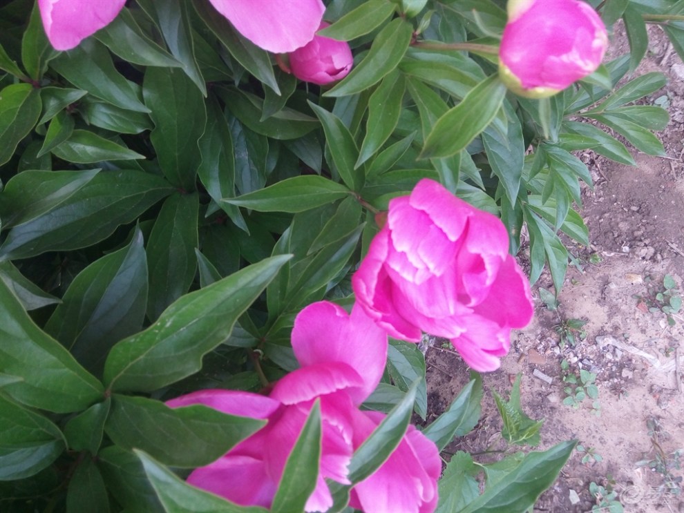 【精华争霸赛】绛紫牡丹