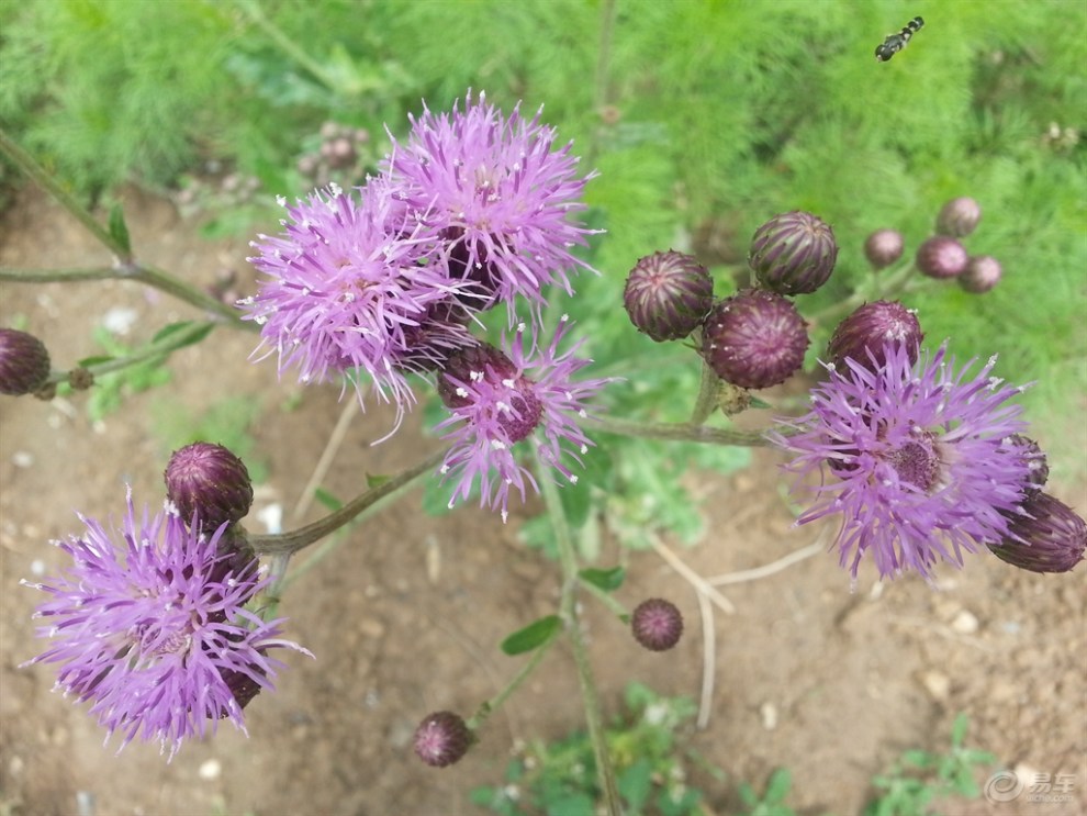 【镜头看世界】马刺花儿开