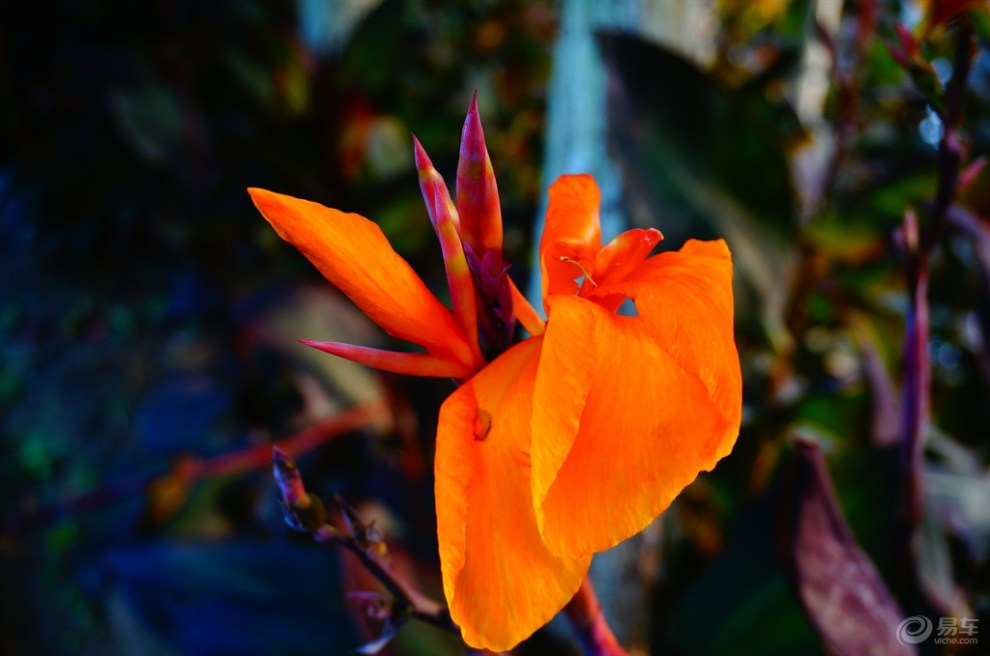 【精华贴争霸赛】橙色美人蕉(7月第1期)首发