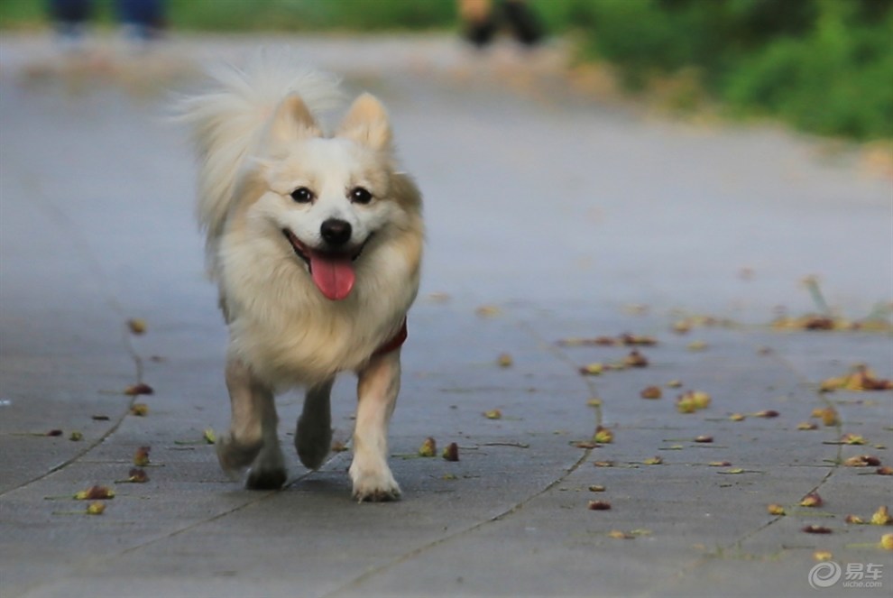 【夏日暖寵秀】晨練的狐狸犬