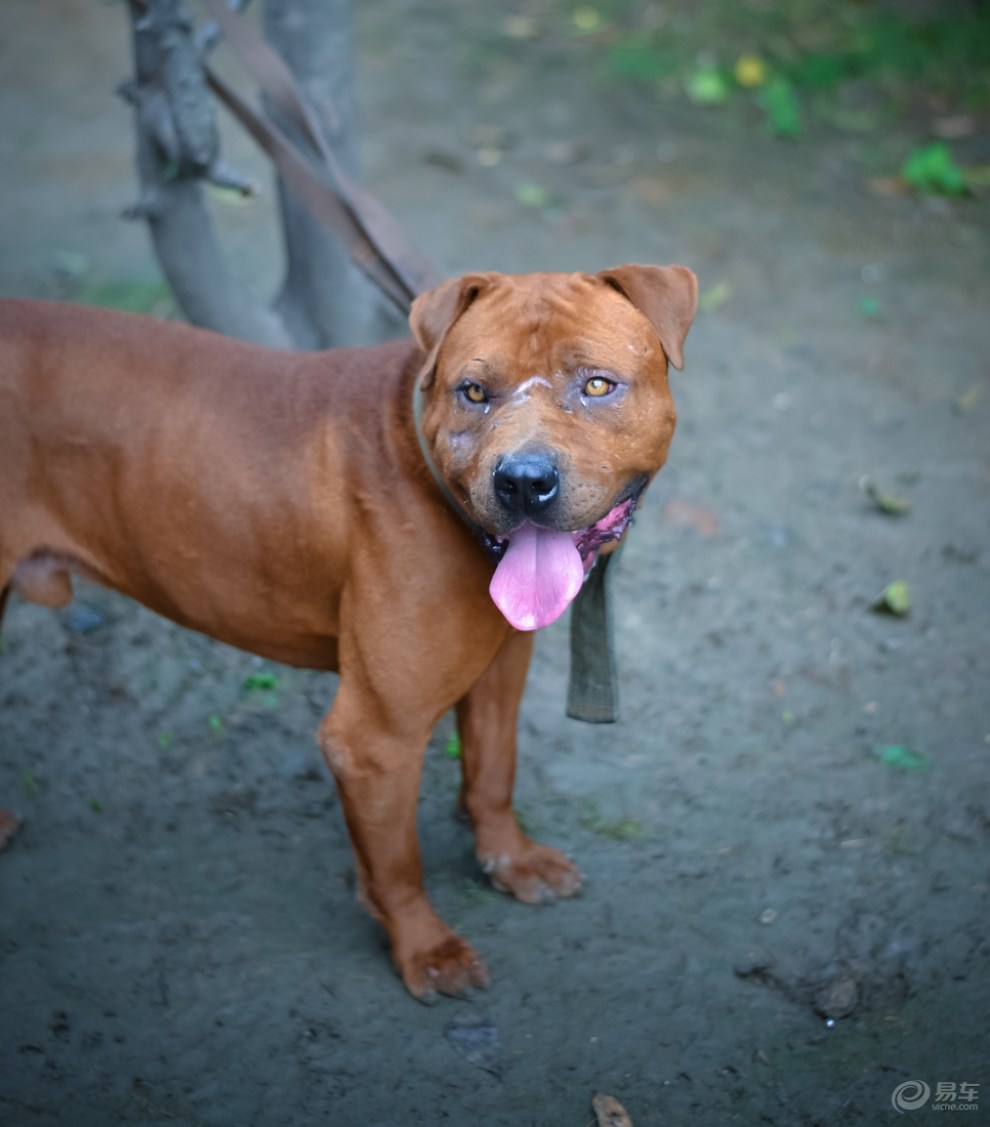 比特犬打架视频(狼和比特犬打架视频)