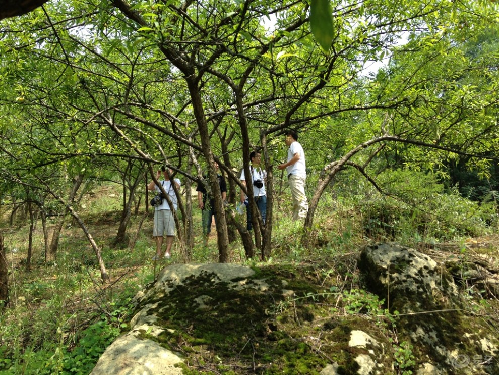 【夏遊葛仙山】週末遊彭州葛仙山摘李子通濟花海看花