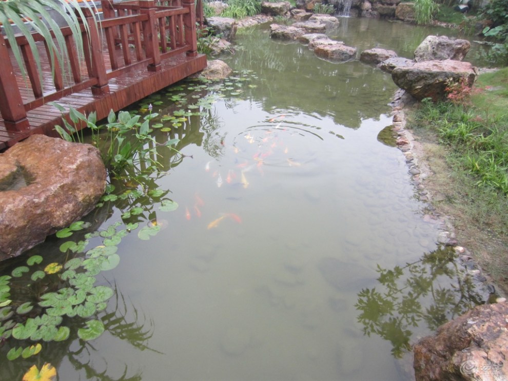 看看景观金鱼池!