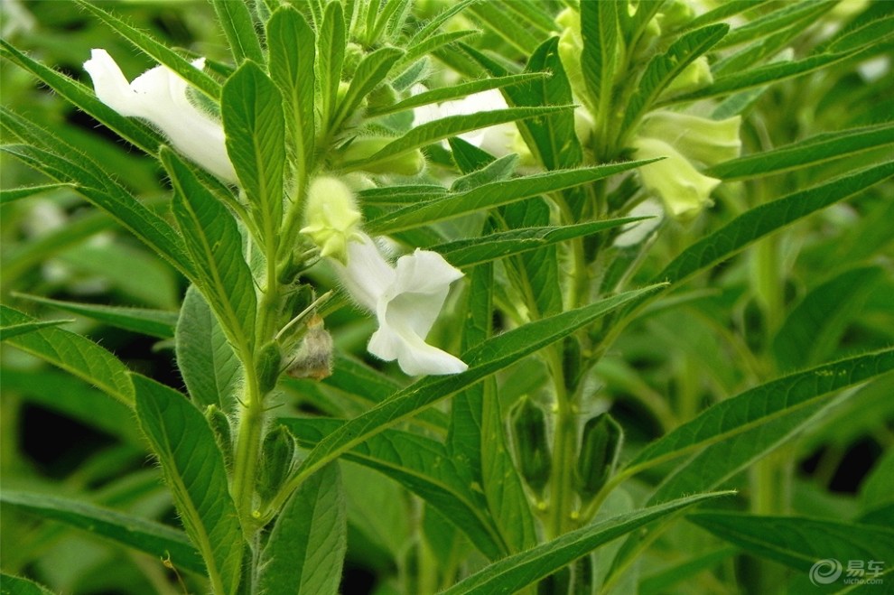 芝麻開花節節高