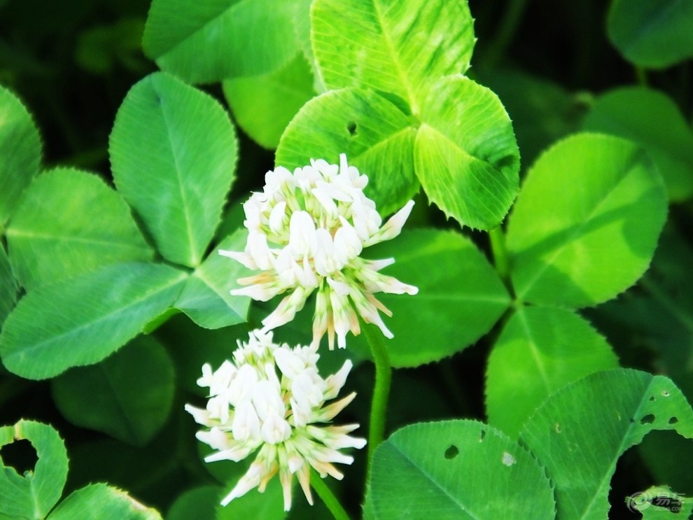 【申精】白车轴草