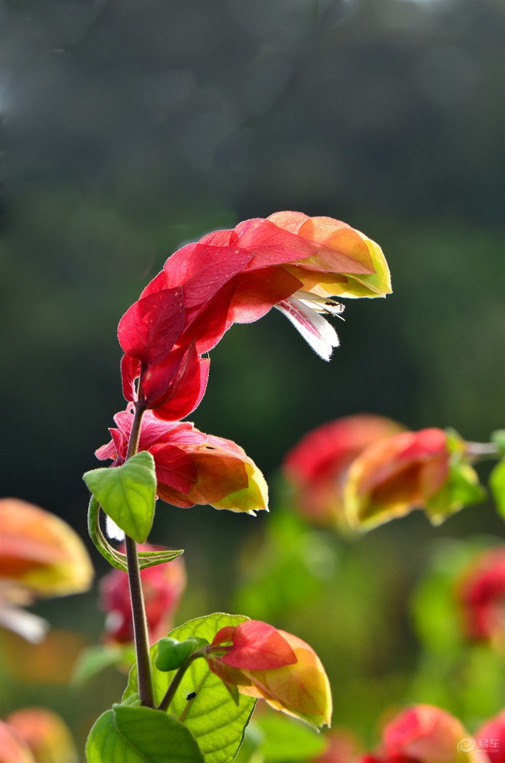 玉溪花卉[蝦衣花]