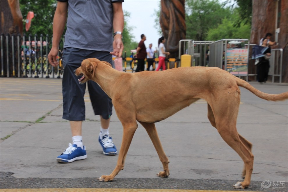 格力犬