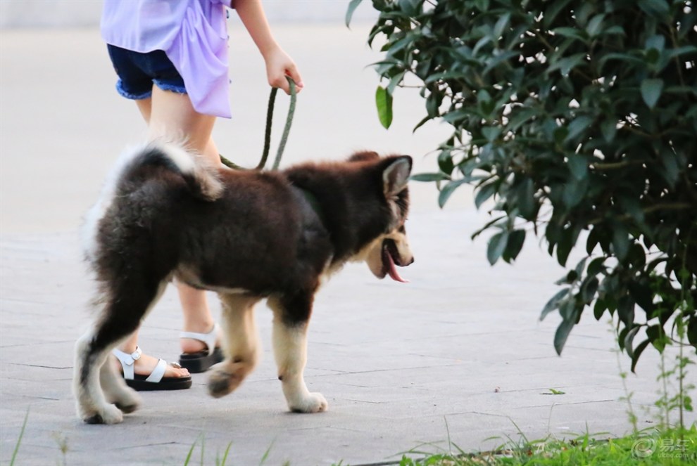 与美女姐姐遛弯的阿拉斯加犬