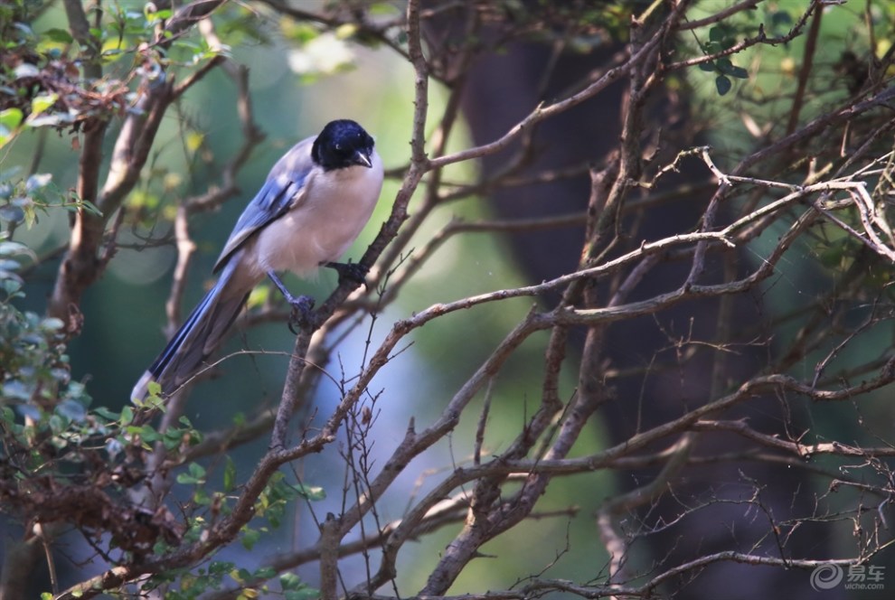 【【欢乐萌宠第二季】热身的灰喜鹊】_宠物当家社区图片集锦_汽车论坛